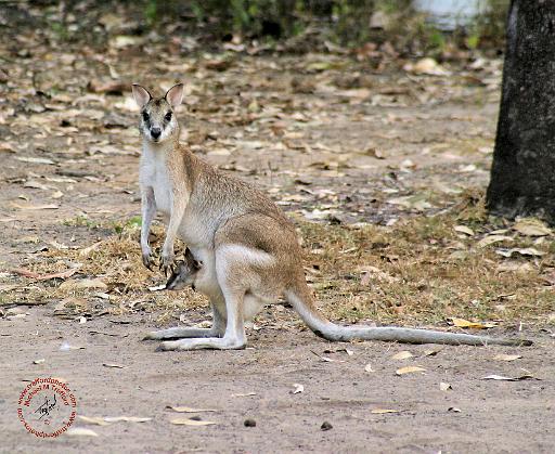 Wallaby 9Y190D-180.JPG